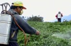 Imagem de um trabalhador do campo espargindo agrotxicos em uma lavoura.