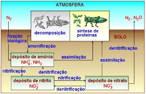 Imagem do Ciclo do Nitrogênio.