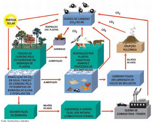 Imagem Ciclo Carbono