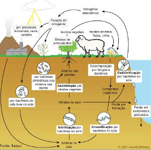 Imagem Ciclo Nitrognio