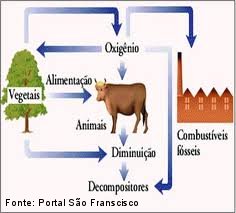 Imagem do CIclo do Oxignio