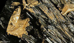 Afloramento natural de ouro nativo em uma mina eslovaca. O ouro (do latim aurum, "brilhante")  um elemento qumico de nmero atmico 79 (79 prtons e 79 eltrons) que est situado no grupo 11 (1 B) da tabela peridica, e de massa atmica 197 u. O seu smbolo  Au (do latim aurum). Esto distribudos de forma irregular pela crosta do planeta. No  comum encontr-los em estado natural, puros. Em geral so encontrados juntos a outros elementos, nos minerais, e com grande quantidade de impurezas. Foco dos alquimistas que buscavam a partir da chamada pedra filosofal, substncia mgica supostamente capaz de facilitar o processo de transmutao, isto , a alterao e a transformao de corpos slidos em ouro. <br/><br/> Palavras-chave: Ouro. Nativo. Metais. Tabela peridica.