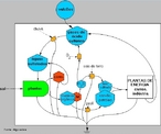 Ciclo do enxofre  o processo pelo qual o enxofre  transformado pelos seres vivos, como animais e plantas, e outros processos qumicos. Em muitos aspectos o ciclo do enxofre assemelha-se ao ciclo do nitrognio, exceto quanto  insero desse elemento proveniente da litosfera atravs da atividade vulcnica e  ausncia do processo biolgico de fixao do enxofre da atmosfera  terra ou  gua. <br /><br /> Palavras-chave: Ciclo do enxofre. Ciclo biogeoqumico. Enxofre. 