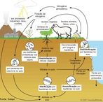 Esquema que mostra o ciclo do nitrognio, ou ciclo do azoto, que  um dos ciclos biogeoqumicos. <br /><br /> Palavras-chave: Ciclo do nitrognio. Azoto. Ciclo biogeoqumico.