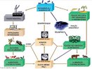 O ciclo do nitrognio, ou ciclo do azoto,  o ciclo biogeoqumico que comporta as diversas transformaes que este elemento sofre no seu ciclo entre o reino mineral e os seres vivos, sendo um dos ciclos mais importantes nos ecossistemas terrestres. O nitrognio  usado pelos seres vivos para a produo de molculas complexas necessrias ao seu desenvolvimento, tais como aminocidos, protenas e cidos nucleicos. <br/><br/> Palavras-chave: Ciclo do nitrognio. Ciclo biogeoqumico. Substncias qumicas na natureza.