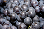 A uva  formada por compostos qumicos que influenciam a estrutura do vinho e esto representados principalmente por steres, terpenos, lcoois, cidos, aldedos e cetonas (carbonlicos), alm de ser fonte de vitamina C. <br/><br/> Palavras-chave: Uva. Vitamina. Funes orgnicas. 