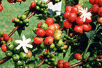 Ilustrao representando o caf in natura verde e maduros e algumas flores. O caf apresenta cafena, que  estimulante natural presente nos gros. <br/><br/> Palavras-chave: Alcaloides. Estimulantes. Caf. Base nitrogenada. Solues. Misturas.