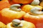 Do ponto de vista nutritivo,  uma fruta muito rica. Seu teor de vitamina C  bem maior que o da laranja. O caj tem ainda quantidades razoveis de Niacina, uma das vitaminas do Complexo B, e Ferro. A vitamina C age contra infeces, a Niacina combate problemas de pele, e o Ferro contribui para a formao do sangue. Por ser rico em fibras, o caj  indicado para aumentar a movimentao intestinal. <br/><br/> Palavras-chave: Caju. Vitamina C. Niacina. Ferro. Tabela peridica.