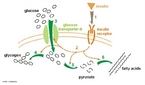 Representao do mecanismo de ao da insulina frente a glicose do sangue, importante para o metabolismo e a identificao da hipoglicemia. <br/><br/> Palavras-chave: Insulina. Glicose. Hipoglicemia.