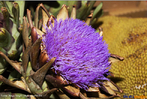 Imagem de uma alcachofra, que  fonte de cidos fenlicos e flavonoides. Ensaios clnicos efetuados em humanos com o suco de suas folhas e os botes florais, ambos contendo cinarina, provocaram abaixamento acentuado dos nveis de colesterol total, colesterol LDL e triglicerdeos, enquanto aumentaram o colesterol HDL, o bom colesterol. <br/><br/> Palavras-chave: Alcachofra. cidos fenlicos. Flavonoides. Funes qumicas.  