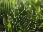 Quimicamente falando, a seda da aranha  um complexo de protenas composta predominantemente de glicina, alanina, serina e tirosina, denominada genericamente por fibrona. Estruturalmente falando, a seda possui estrutura secundria do tipo b-conformao, ou seja, um arranjo tridimensional do tipo folha pregueada ou folha dobrada, sendo que o arranjo lembra uma folha de papel dobrada em ziguezague. Estabelecem pontes de hidrognio entre seus grupos N - H e C =O. <br/><br/> Palavras-chave: Aranha. Protenas. Teia.