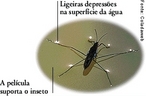 Ilustrao que mostra um inseto sobre a superfcie de um lquido, isso s  possvel devido a sua tenso superficial. <br/><br/> Palavras-chave: Tenso superficial. Solues. Inseto sobre um lquido.