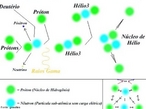 Fuso de hidrognio e hlio nas estrelas. O principal tipo de fuso que ocorre no interior das estrelas  o de Hidrognio em Hlio, onde dois prtons se fundem em uma partcula alfa (um ncleo de hlio), liberando dois psitrons, dois neutrinos e energia. Mas dentro desse processo ocorrem vrias reaes individuais, que variam de acordo com a massa da estrela. Para estrelas do tamanho do nosso Sol ou menores, a cadeia prton-prton  a reao dominante. Em estrelas mais pesadas, predomina o ciclo CNO. <br/><br/> Palavras-chave: Fuso. Elementos qumicos. Hidrognio. Hlio.
