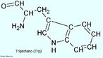 O triptofano é um aminoácido aromático, essencial, que precisa ser obtido através da alimentação. Possui um anel indólico ligado à um grupamento metileno. A cadeia lateral indol incomum do triptofano é também o núcleo do importante neurotransmissor serotonina, que é biossintetizado a partir do triptofano. A porção aromática do triptofano serve como um marcador ultravioleta para a detecção deste aminoácido tanto de forma separada, ou incorporado em proteínas e enzimas, através de espectro-fotometria ultravioleta. O triptofano representa cerca de 1% dos aminoácidos das proteínas de nosso organismo: é o mais raro dos aminoácidos na sequência primária de nossas proteínas. Os ovos e o coco são ricos em triptofano. Nome IUPAC: Ácido (S)-2-Amino-3-(1H-indol-3-yl)-propionic. Abreviatura (Trp). <br/><br/> Palavras-chave: Triptofano. Aminoácidos. Química orgânica. Bioquímica.