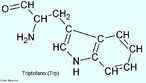Triptofano (Trp)