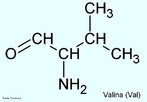 A valina é um aminoácido alifático, primo da leucina e da isoleucina, tanto em estrutura, como em função. Estes aminoácidos são extremamente hidrofóbicos e são quase sempre encontrados no interior de proteínas. Eles raramente são úteis em reações bioquímicas normais, mas estão relegados à função de determinar a estrutura tridimensional das proteínas devido à sua natureza hidrofóbica. A valina representa cerca de 5% dos aminoácidos das proteínas do nosso organismo. Leite e ovos são ricos em valina. Nome IUPAC: Ácido (S)-2-amino-3-methyl-butanoic . Abreviatura (Val). <br/><br/> Palavras-chave: Valina. Aminoácidos. Química orgânica. Bioquímica.