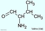 A valina  um aminocido aliftico, primo da leucina e da isoleucina, tanto em estrutura, como em funo. Estes aminocidos so extremamente hidrofbicos e so quase sempre encontrados no interior de protenas. Eles raramente so teis em reaes bioqumicas normais, mas esto relegados  funo de determinar a estrutura tridimensional das protenas devido  sua natureza hidrofbica. A valina representa cerca de 5% dos aminocidos das protenas do nosso organismo. Leite e ovos so ricos em valina. Nome IUPAC: cido (S)-2-amino-3-methyl-butanoic . Abreviatura (Val). <br/><br/> Palavras-chave: Valina. Aminocidos. Qumica orgnica. Bioqumica.