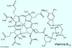 A vitamina B12 refere-se a um grupo de corrinoides que contêm cobalto, conhecidos como cobalamina. É também chamada fator anti-anemia perniciosa, fator extrínseco de Castle e fator de proteína animal. As cobalaminas principais nos seres humanos e animais são as hidroxocobalaminas, adenosilcobalaminas e metilcobalaminas, sendo as duas últimas as formas coenzimáticas ativas. A cianocobalamina, uma forma sintética de vitamina B12 e que é largamente usada clinicamente devido à sua disponibilidade e estabilidade, é transformada nos fatores ativos no corpo. Na dieta humana, a vitamina B12 é fornecida principalmente por produtos animais, em particular a carne de órgãos (fígado, rins, coração, cérebro). Outras boas fontes são o peixe, os ovos e os lacticínios. Os alimentos de origem vegetal são essencialmente desprovidos de vitamina B12. As bactérias nos intestinos sintetizam a vitamina B12, mas em condições normais, não em zonas onde ocorre a absorção. A vitamina B12 é necessária para a formação dos corpúsculos do sangue, do revestimento dos nervos e de várias proteínas. Também se envolve no metabolismo dos hidratos de carbono e da gordura e é essencial para o crescimento. A adenosilcobalamina é o coenzima para a isomerização de 1-metil-malonil-CoA para succinil-CoA (uma reação importante no metabolismo dos lípidos e dos hidratos de carbono) e na redução do ribonucleótido (o qual fornece os blocos de construção para a síntese de ADN). As reacções que envolvem a metilcobalamina incluem a biosíntese da metionina, metano e acetato. Existe evidência de que a vitamina B12 é necessária na síntese dos poliglutamatos dos folatos (coenzimas activas necessárias na formação do tecido nervoso) e na regeneração do ácido fólico durante a formação dos glóbulos vermelhos. <br/><br/> Palavras-chave: Vitamina B12. Cobalamina. Vitaminas. Química orgânica. Bioquímica.