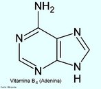 A Vitamina B4 ou adenina é uma purina que possui uma grande variedade de papeis em bioquímica participando da respiração celular, na forma de adenosina trifosfato (ATP), dinucleotídeo nicotinamida-adenina (NAD) e dinucleotídeo flavina-adenina (FAD). Na síntese de proteínas participa como um componente químico do DNA e RNA. <br/><br/> Palavras-chave: Vitamina B4. Adenina. Vitaminas. Química orgânica. Bioquímica.