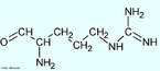 Arginina - Aminocidos