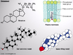 Representao estrutural e modelos da molcula de colestrol. Tambm traz um esquema mostrando seu movimento na clula pela membrana plasmtica. <br/><br/> Palavras-chave: Colesterol. Qumica orgnica. Representao molecular.