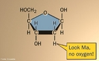 Ilustração da molécula de desoxirribose que é o açúcar do DNA enquanto que o do RNA é a ribose. A desoxirribose, também denominada D-Desixirribose ou 2-desoxirribose, é uma aldopentose que contém cinco átomos de carbono incluindo um grupo funcional aldeído. É derivada da ribose foi substituição do grupo hidroxila na posição 2 por hidrogênio, resultando na perda de uma átomo de oxigênio. Participa na composição do DNA (ácido desoxirribonucleico). <br/><br/> Palavras-chave: Desoxirribose. DNA. Açúcar.