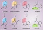 Ilustrao que mostra vrios compostos orgnicos nitrogenados. As aminas so uma classe de compostos qumicos orgnicos nitrogenados derivados do amonaco (NH3) e que resultam da substituio parcial ou total dos hidrognios da molcula por grupos hidrocarbnicos (radicais alquilo ou arilo  frequentemente abreviados pela letra R). Se substituirmos um, dois ou trs tomos de hidrognio, teremos, respectivamente, aminas primrias (R-NH2), secundrias(R1R2NH) ou tercirias (R1R2R3N). <br/><br/> Palavras-chave: Funes nitrogenadas. Compostos orgnicos. Compostos nitrogenados.