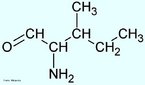 A isoleucina é um membro da família de aminoácidos de cadeia lateral alifática, composta por substâncias bioquímicas extremamente hidrofóbicas, que são encontradas primariamente no interior de proteínas e enzimas. O núcleo da isoleucina é o mais hidrófobo de todos os radicais dos aminoácidos das proteínas. Essa hidrofobia permite a formação de ligações fracas (chamadas de ligações hidrófobas) com outros aminoácidos que contribuem na estrutura terciária e quartenária das proteínas. Como alguns outros membros desta família (como a valina e a leucina), a isoleucina é um aminoácido essencial que não é sintetizado por tecidos de animais mamíferos. Outra propriedade desta classe de aminoácidos é o fato de não desempenharem nenhum outro papel biológico além da incorporação em enzimas e proteínas, onde sua função é ajudar a ditar a estrutura terciária das macromoléculas. A isoleucina representa cerca de 4% dos aminoácidos das proteínas do nosso organismo. Nome IUPAC: ácido ((2S,3S)-2-amino-3-methylpentanoico. Abreviatura (Ile).  Palavras-chave: Isoleucina. Aminoácidos. Química orgânica. Bioquímica.
