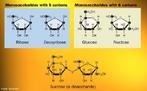 Imagem que mostra dois monossacardeos e um dissacardeo. Monossacardeos ou simplesmente oses so carboidratos no polimerizados, por isso, no sofrem hidrlise. Possuem em geral entre trs e sete tomos de carbono. O termo inclui aldoses, cetoses, e vrios derivados, por oxidao, desoxigenao, introduo de outros grupos substituintes, alquilao ou acilao das hidroxilas e ramificaes. Dissacardeos, dissacridos so cadeias orgnicas constitudas por duas unidades de monossacardeos unidos por uma ligao glicosdica. A variao entre as unidades de monossacardeos garante a existncia de um grande sortimento de dissacardeos sintetizados pelos seres vivos <br/><br/> Palavras-chave: Acar. Qumica do carbono. Monossacardeo. Dissacardeo.