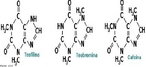 Representação das moléculas de cafeína, teofilina e teobromina que são três alcaloides, estreitamente relacionados, encontrados na erva mate e são os compostos mais interessantes sob o ponto de vista terapêutico. <br/><br/> Palavras-chave: Cafeína. Teofilina. Teobromina. Alcaloides. Erva mate.