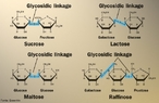 Representação de quatro tipos de oligossacarídeos mostrando a ligação glicosídica. E são carboidratos que, por hidrólise, originam dois à dez monossacarídeos. <br/><br/> Palavras-chave: Oligossacarídeos. Açúcares. Química do carbono. Ligações químicas.