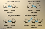 Representao de quatro tipos de oligossacardeos mostrando a ligao glicosdica. E so carboidratos que, por hidrlise, originam dois  dez monossacardeos. <br/><br/> Palavras-chave: Oligossacardeos. Acares. Qumica do carbono. Ligaes qumicas.