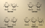 Apresenta os quatro tipos de oligossacardeos, sendo eles, sacarose, lactose, maltose e raffinose. <br/><br/> Palavras-chave: Oligossacardeos. Acares. Qumica do carbono. Ligaes qumicas.