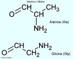 A glicina (do grego glykos, "doce", nome devido ao seu sabor adocicado) é um dos aminoácidos codificados pelo código genético, sendo portanto um dos componentes das proteínas dos seres vivos. A glicina não é um aminoácido essencial na dieta humana, já que é sintetizado pelo organismo a partir do aminoácido serina numa reação catalisada pela enzima serina hidroximetiltransferase. Abreviação: Gly, G. A alanina também é um dos aminoácidos codificados pelo código genético. A alanina é o nome comum para o ácido 2-aminopropanóico. O grupo variável ligado ao carbono α, que distingue um aminoácido de outro, é neste caso um grupo metilo. Este grupo confere um carácter hidrofóbico à alanina, classificando-se esta como aminoácido alifático. Pela mesma razão, é estruturalmente um dos aminoácidos mais simples. Outros nomes: Ácido 2-aminopropiônico; Ácido 2-amino-propanoico; Ala (abreviatura). <br/><br/> Palavras-chave: Alanina. Glicina. Aminoácidos. Química orgânica. Bioquímica.