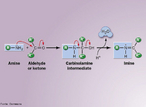 Representao da uma reao de adio nucleoflica para sntese de uma amina a partir de uma imina. <br/><br/> Palavras-chave: Reaes orgnicas. Funes orgnicas. Aminas. Iminas. Mecanismo de reaes.