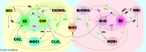 Representao das reaes que ocorrem na atmosfera entre gases halognicos (elementos do grupo 17 ou famlia 7A da tabela peridica) e, principalmente, os istopos do oxignio (oxignio e oznio). <br/><br/> Palavras-chave: Reaes qumica. Gases atmosfricos. Halognios. Camada de oznio.