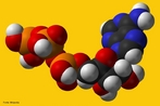 Modelo tridimensional da molécula de ATP. Trifosfato de adenosina, adenosina trifosfato ou simplesmente ATP, é um nucleotídeo responsável pelo armazenamento de energia em suas ligações químicas. É constituída por adenosina, uma base nitrogenada, associada a três radicais fosfato conectados em cadeia. A energia é armazenada nas ligações entre os fosfatos. <br/><br/> Palavras-chave: ATP. Energia. Ligações químicas. Base nitrogenada.
