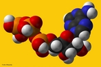 Modelo tridimensional da molcula de ATP. Trifosfato de adenosina, adenosina trifosfato ou simplesmente ATP,  um nucleotdeo responsvel pelo armazenamento de energia em suas ligaes qumicas.  constituda por adenosina, uma base nitrogenada, associada a trs radicais fosfato conectados em cadeia. A energia  armazenada nas ligaes entre os fosfatos. <br/><br/> Palavras-chave: ATP. Energia. Ligaes qumicas. Base nitrogenada.